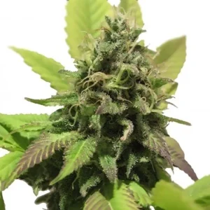 California Love Seeds