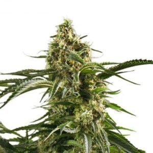 Cannalope Kush Auto