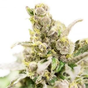 Cannatonic CBD Seeds