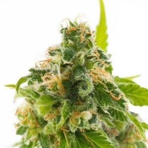Cheese Seeds
