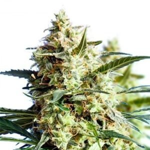 Chemdawg 91 Seeds