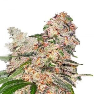 Chemdawg Sour Diesel Seeds