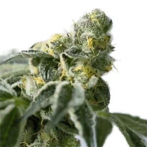 Cherry Bomb Seeds