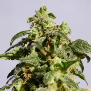 Cherry Diesel Auto