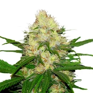 Cherry OG Seeds