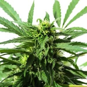 Chocolate Thai Seeds