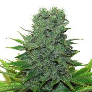 Chocolope Kush Seeds