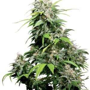 Cookie Monster Seeds