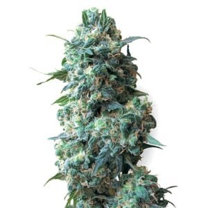Cornbread Auto