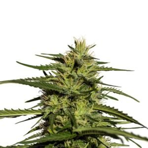 DJ Short Blueberry Auto