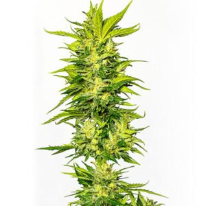 Death Bubba Auto