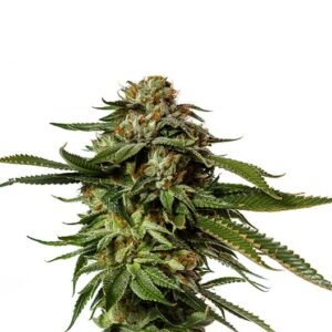 Death Star OG Seeds