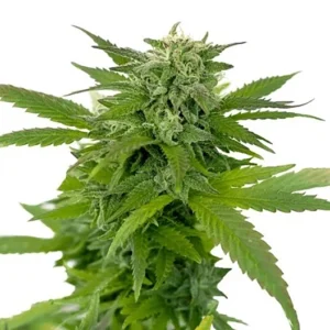 Dr. Funk Seeds