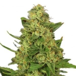 Dream Queen Auto