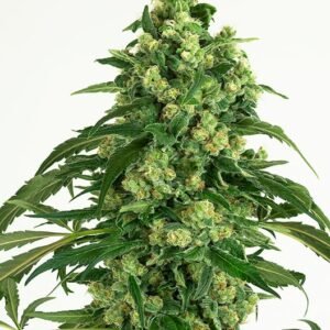 Euphoria Cookies Auto
