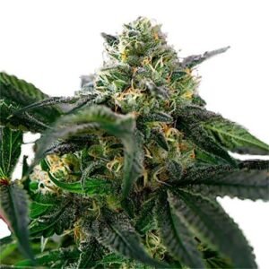 Freezeland Seeds