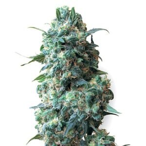 G13 Diesel Seeds
