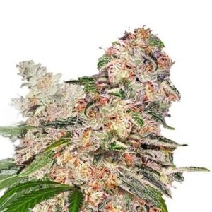 Ghost OG Seeds