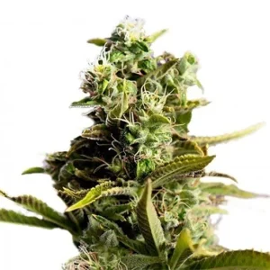 God’s Gift Seeds
