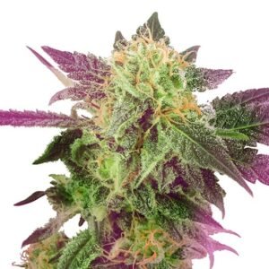 Grape Inferno Auto