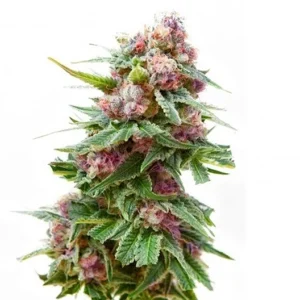 Grapefruit Kush Seeds