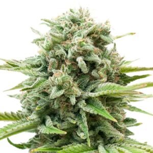 Gravity Auto