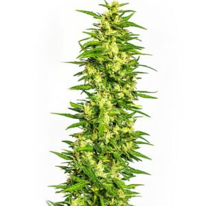 Guptilla Auto