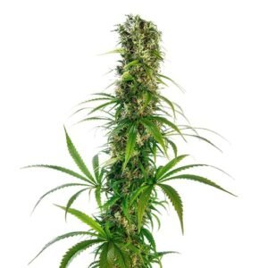 Humboldt Headband Seeds