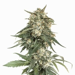 Iced Widow Auto