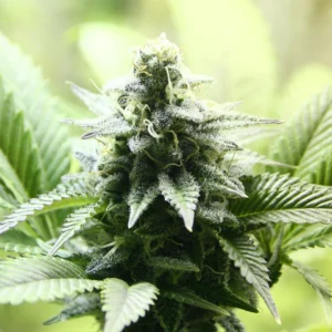 Jack Frost Auto