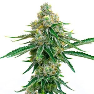 Jedi Kush Seeds