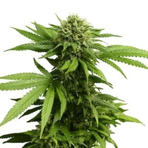 Jesus OG Seeds