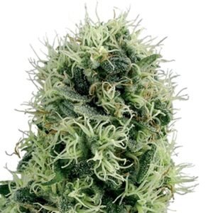 Kahuna Auto