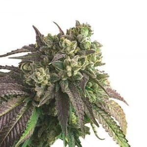 Kandy Kush Auto