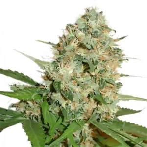Kilimanjaro Seeds