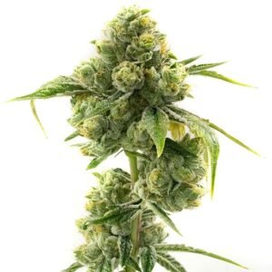 Kiwiskunk Seeds
