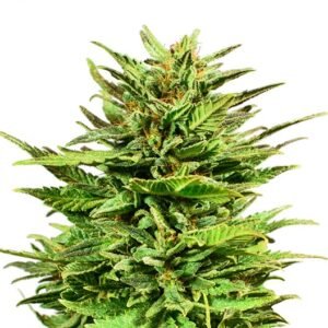 Kuchi Seeds