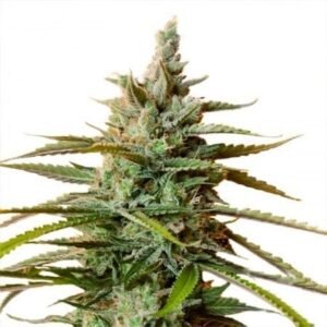 Liberty Haze Seeds