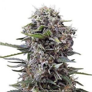 Lime Purple Mist Seeds
