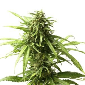 MK Ultra Auto