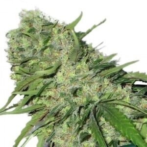 Medicine Man Seeds