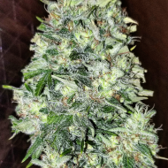 Mickey Kush Auto