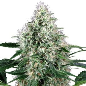 Molokai Frost Seeds