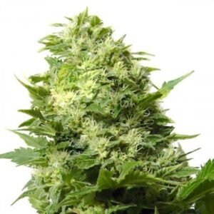 Mr. Nice Seeds