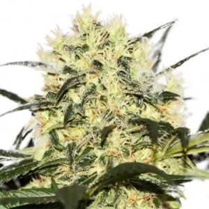 Neville’s Haze Auto