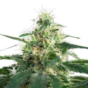 Northern Berry Seeds