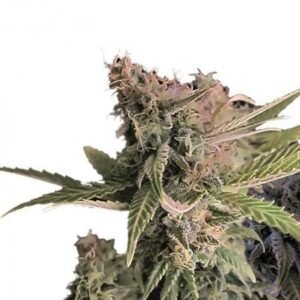 OG Chem Seeds