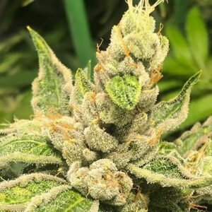 OG Los Angeles Kush Seeds