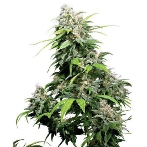 OG’s Pearl Auto