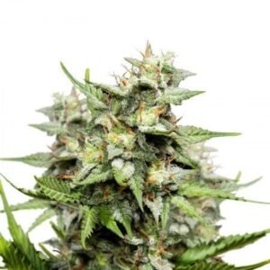 Scott’s OG Seeds